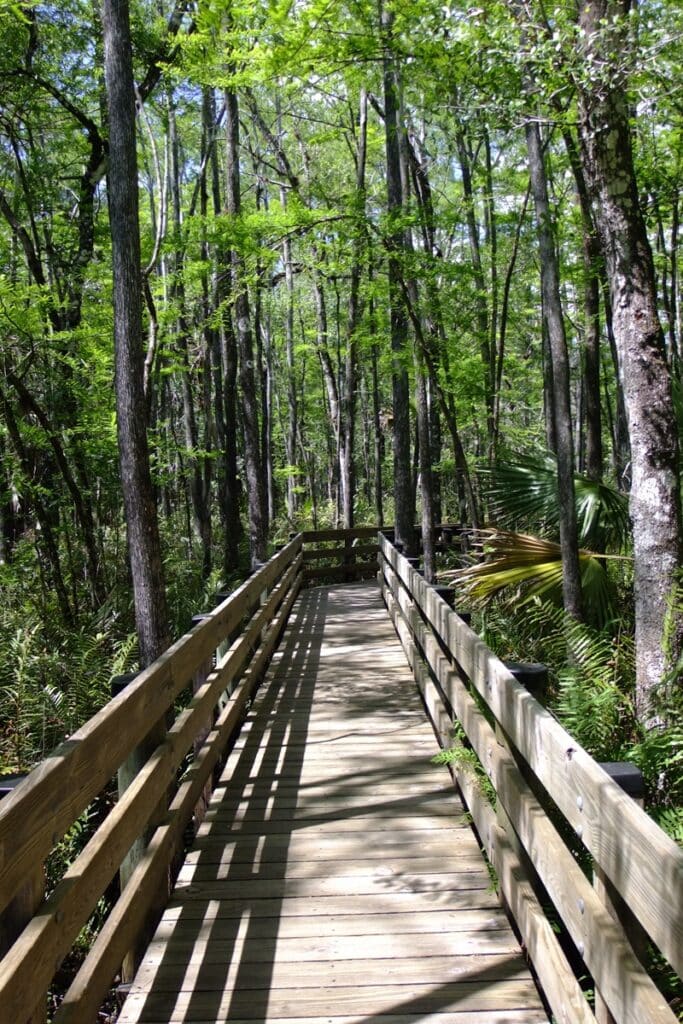 6 Mile Cypress Slough Preserve