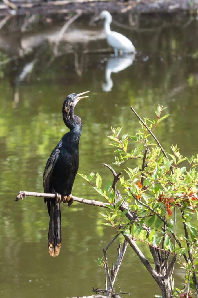 cormoran à 6 Mile Cypress Slough Preserve