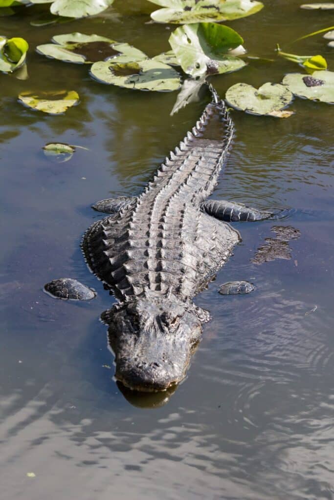 alligator à 6 Mile Cypress Slough Preserve
