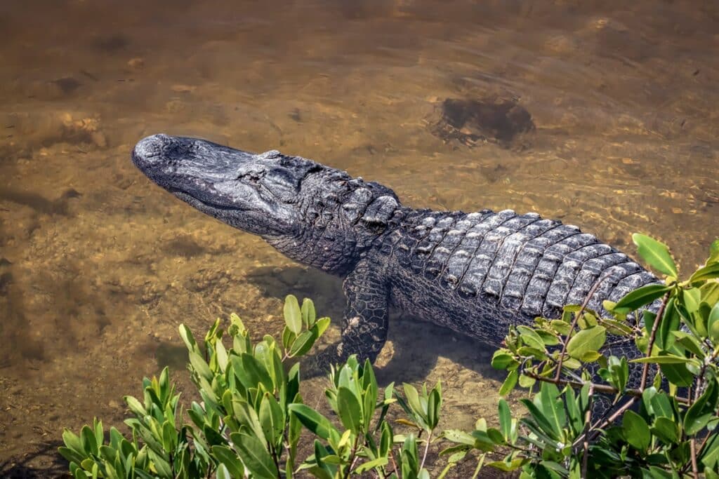 alligator au Ding Darling National Wildlife Refuge