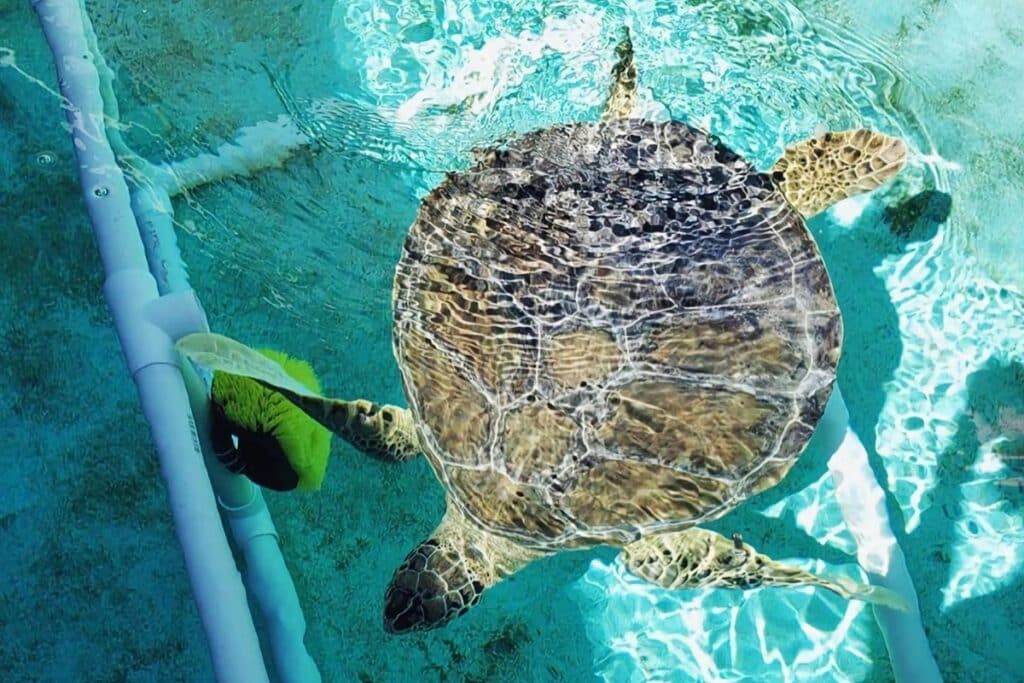 Marine Environmental Education Center tortue