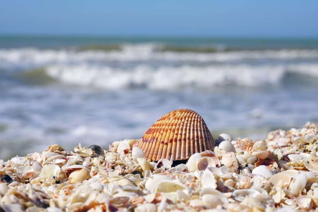 coquillages sur la plage de Sanibel