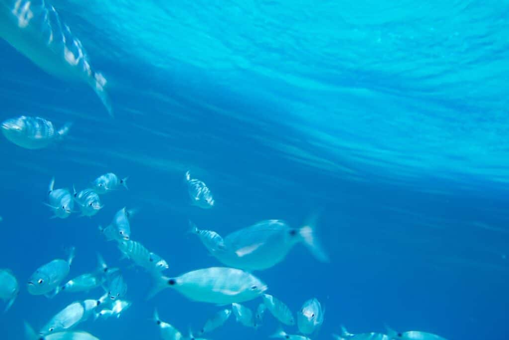 snorkeling formentera