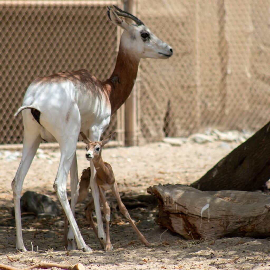 the living desert