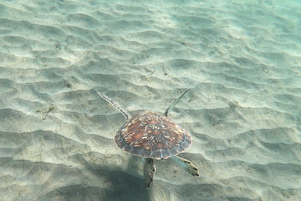 tortue à Malendure