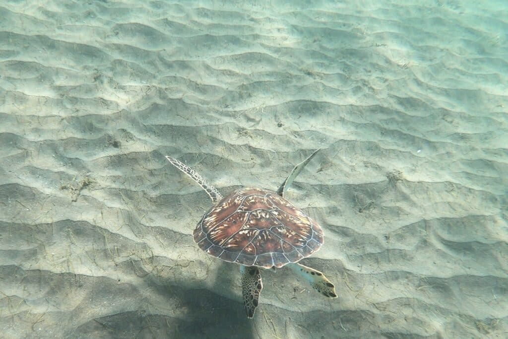 tortue à Malendure