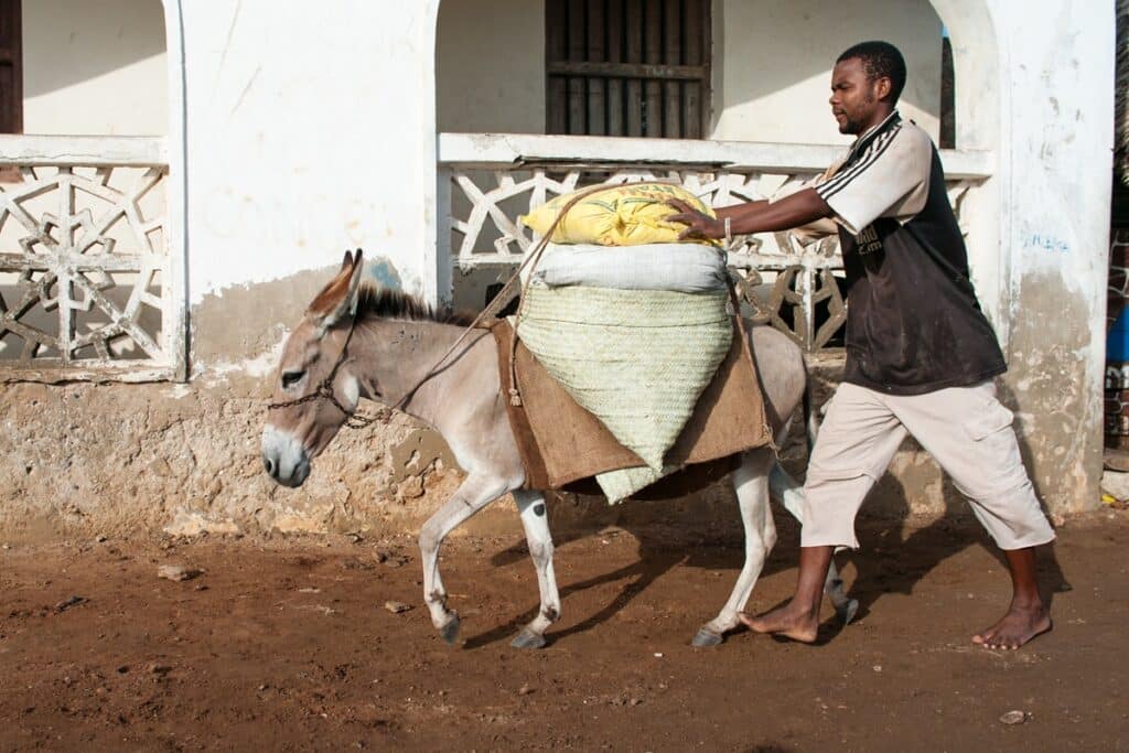 âne à Lamu