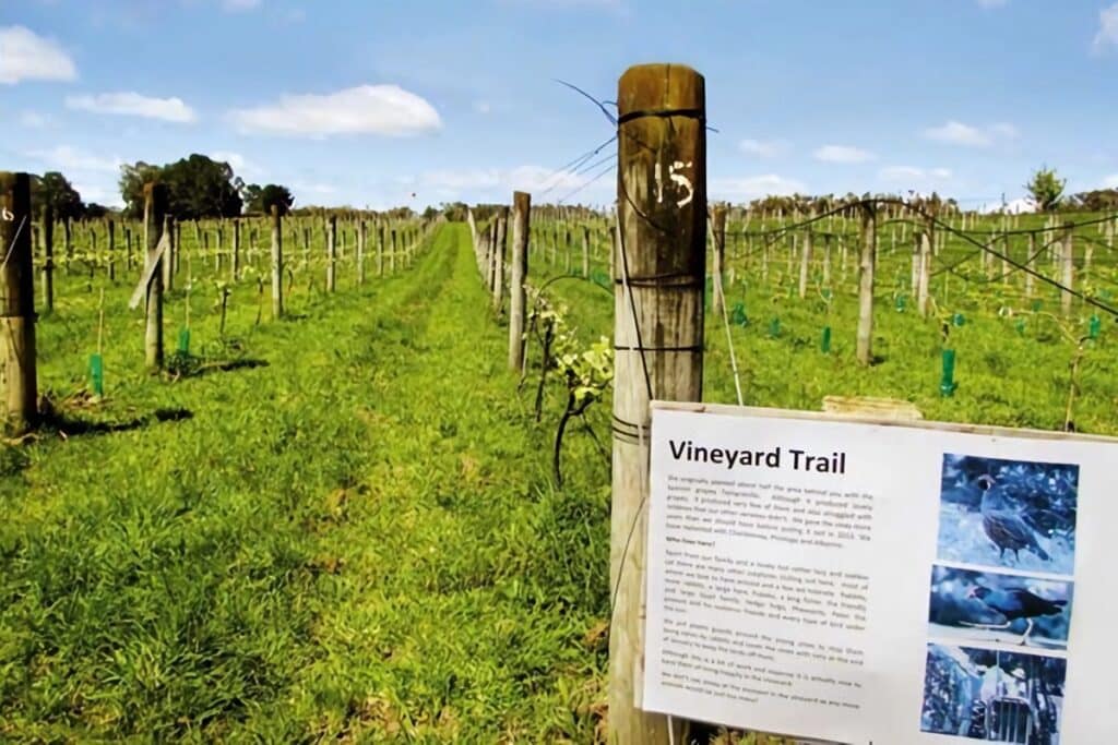 vineyard trail kerikeri