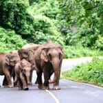 Visiter Le parc national de Khao Yai