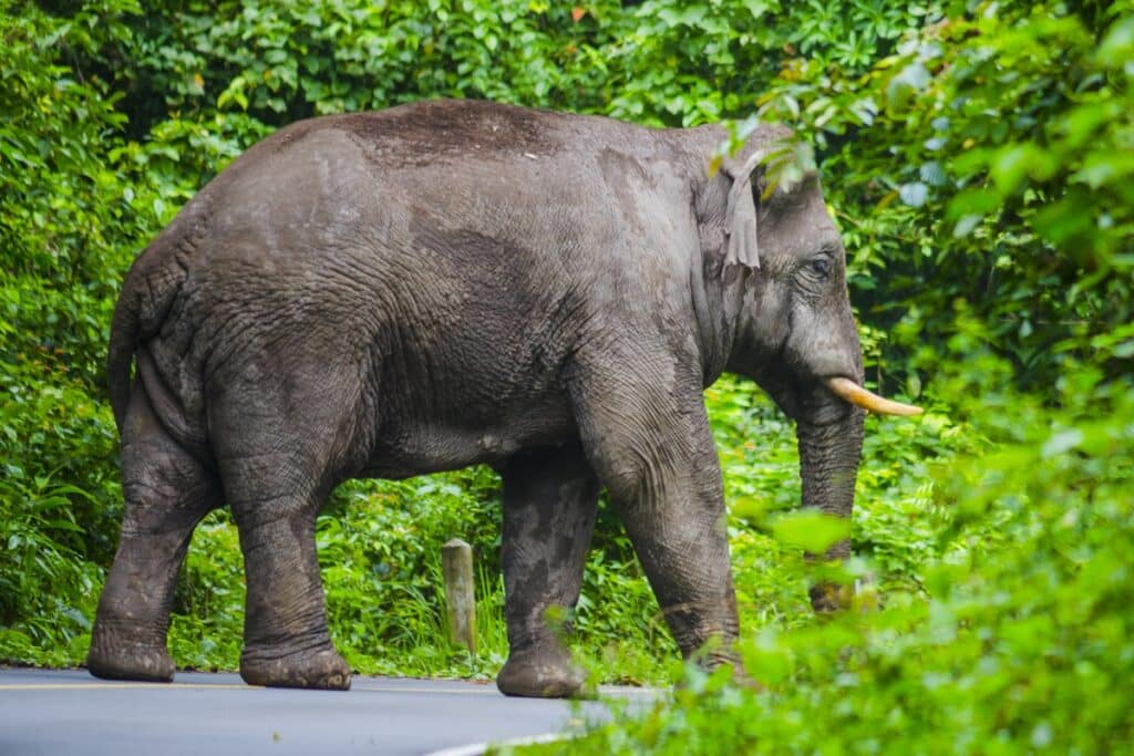 éléphant à Khao Yai