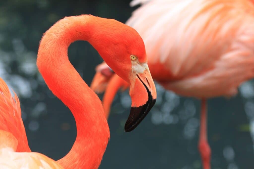 flamant rose à cayo coco