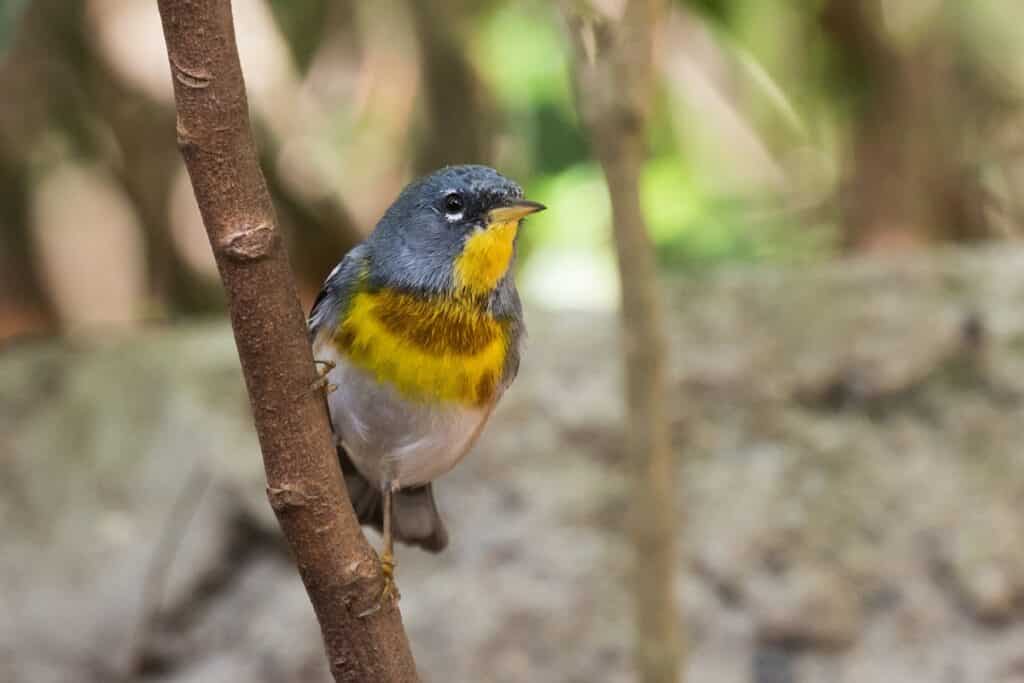 oiseau à cayo coco