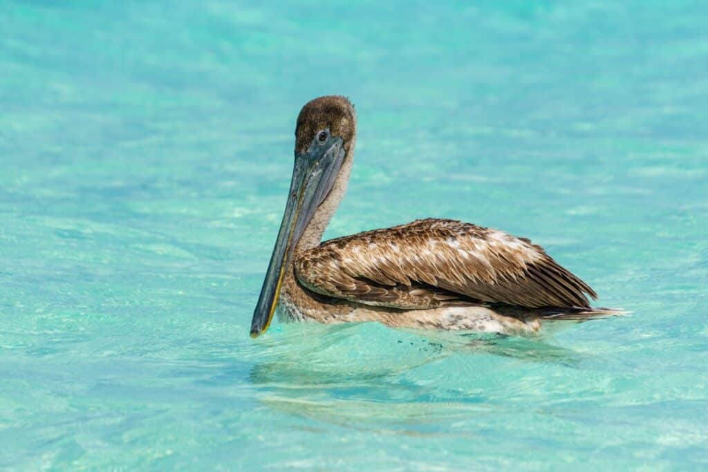 pélican à cayo coco