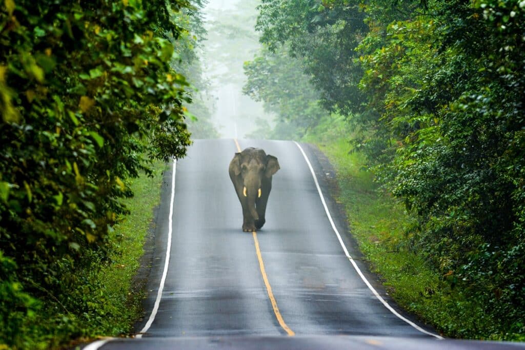 éléphant sur une route du parc Khao Yai