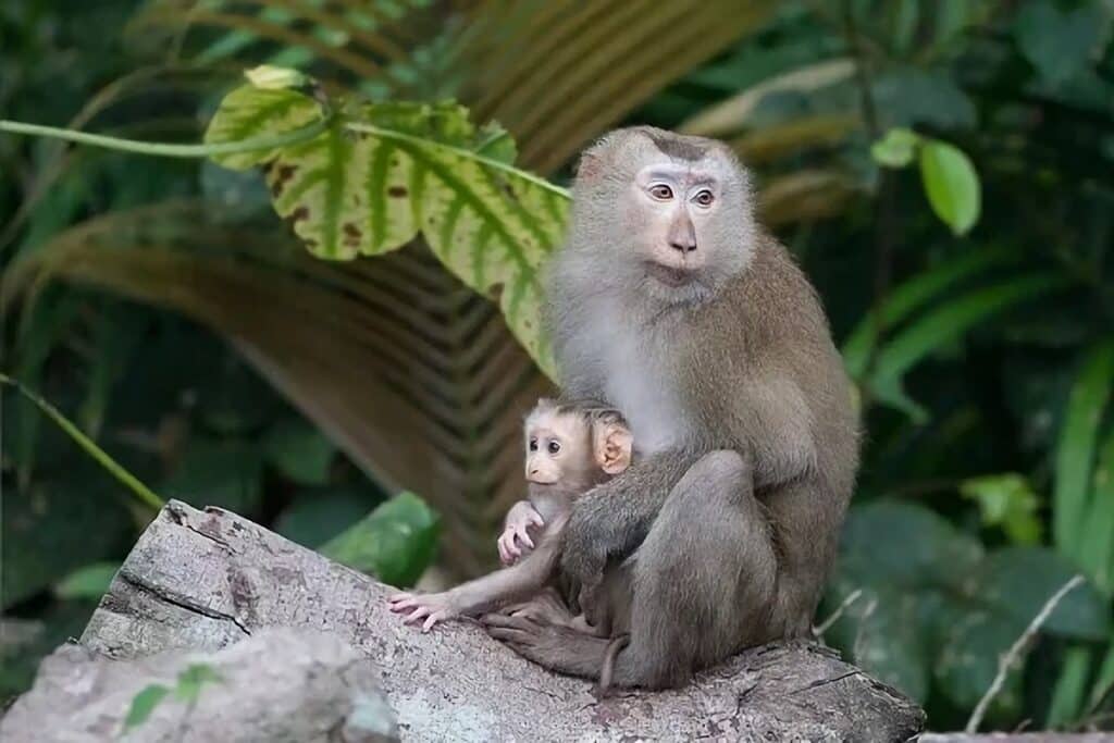 singes à khao yai