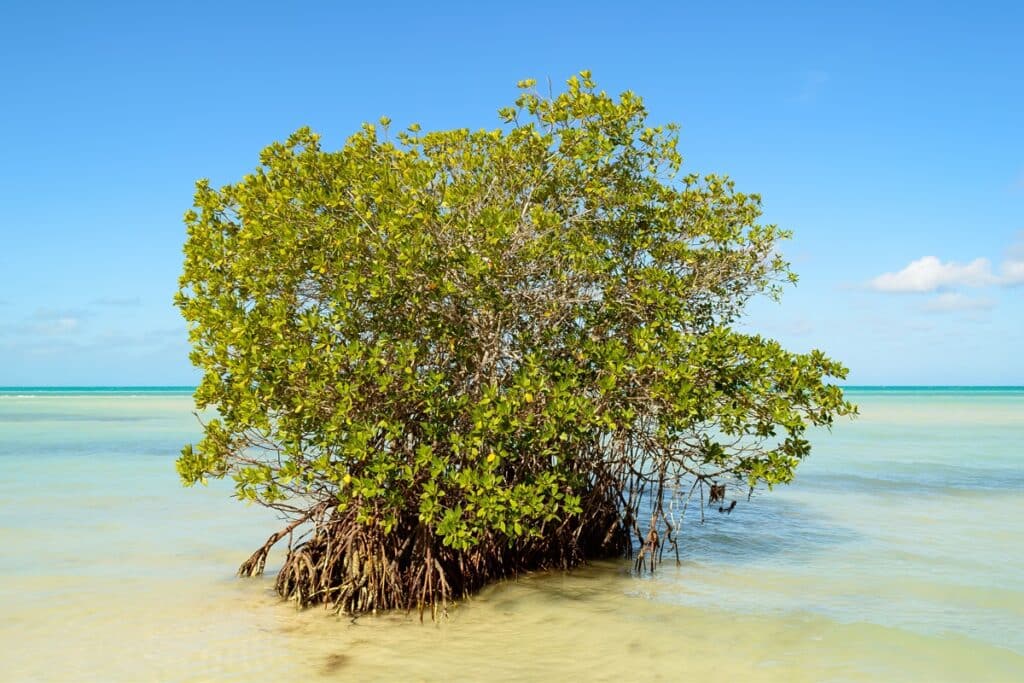 Mangrove à Cayo Coco