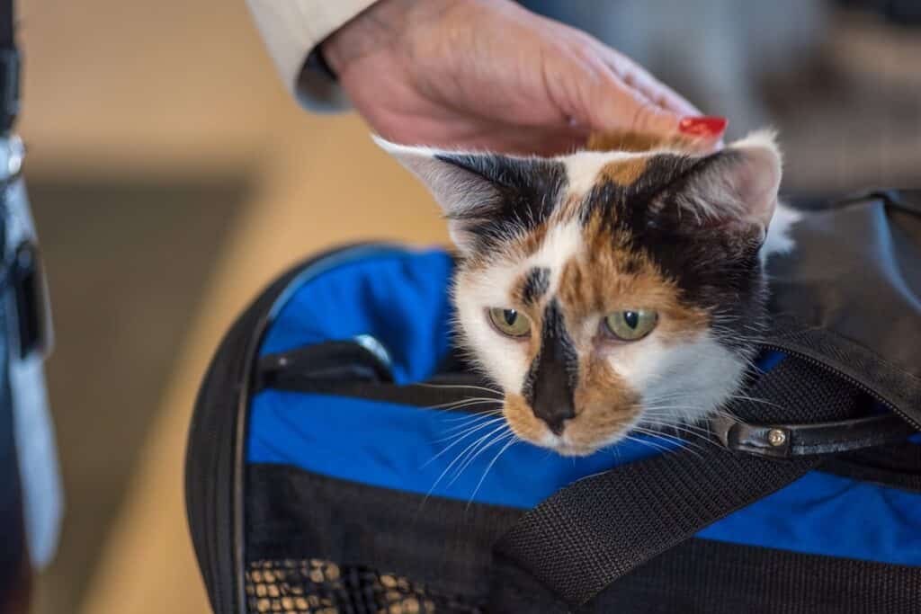 Conseils pour voyager avec des chats en toute sécurité