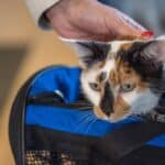Conseils pour voyager avec des chats en toute sécurité