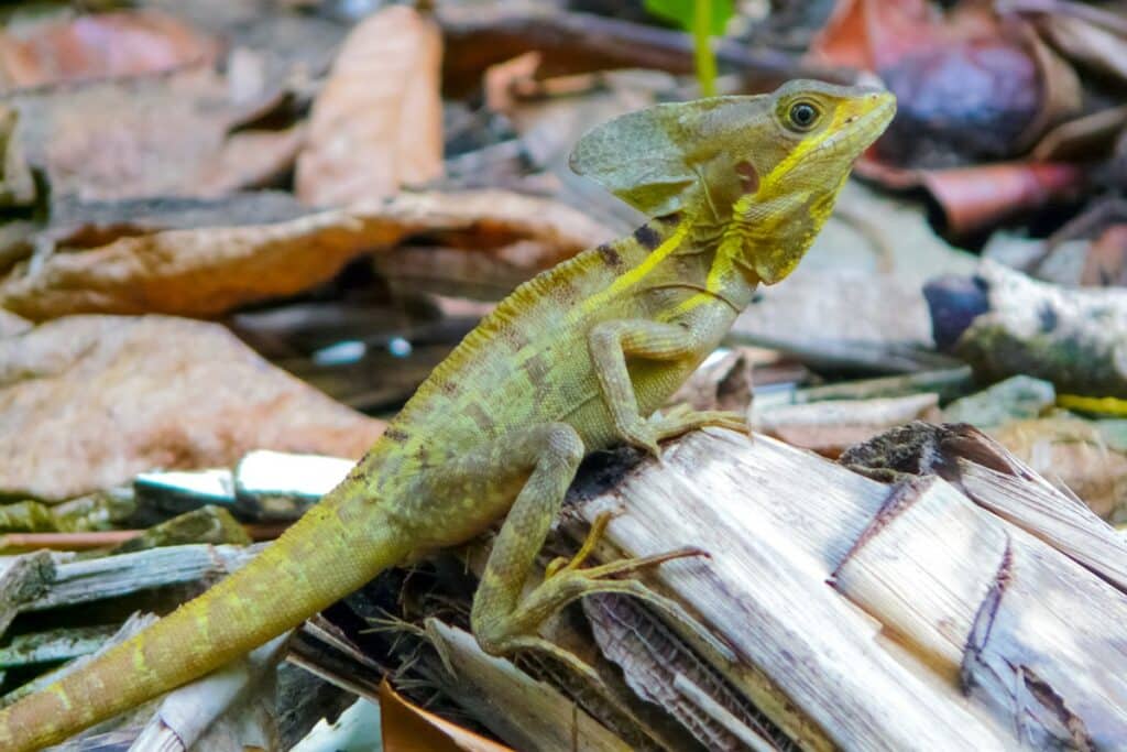 lézard