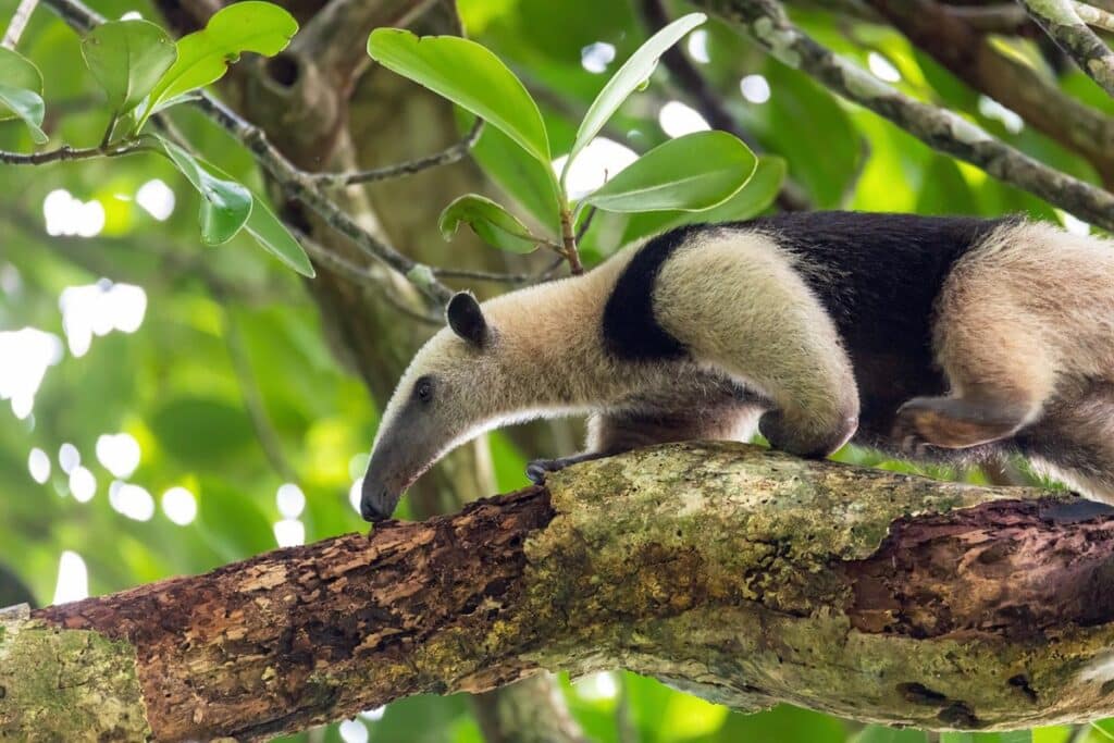 Tamandua du Mexique