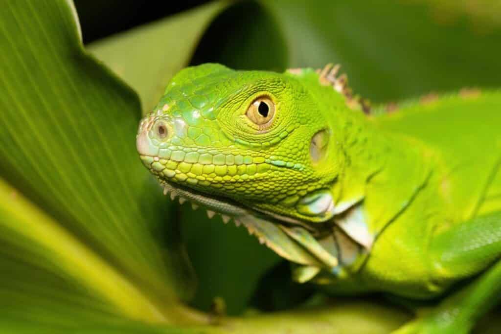 iguane vert à Tortuguera