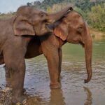 sanctuaire des éléphants à Luang Prabang