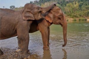 sanctuaire des éléphants à Luang Prabang