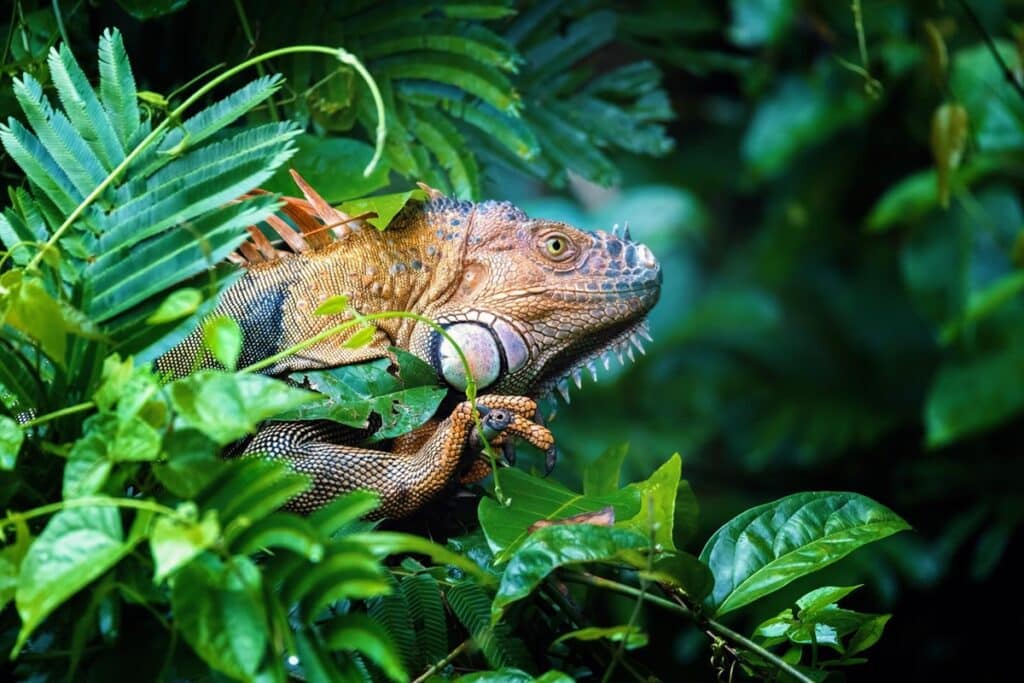 iguane vert à Tortuguero