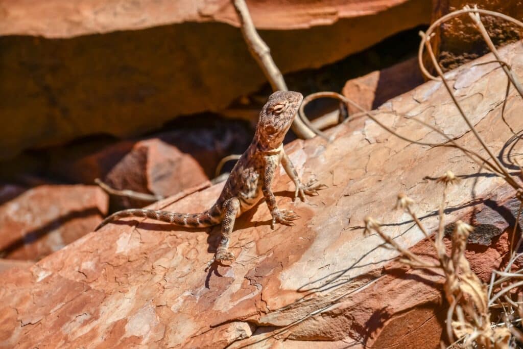 lézard