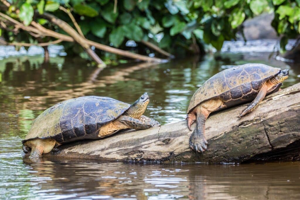 parc national de Tortuguero