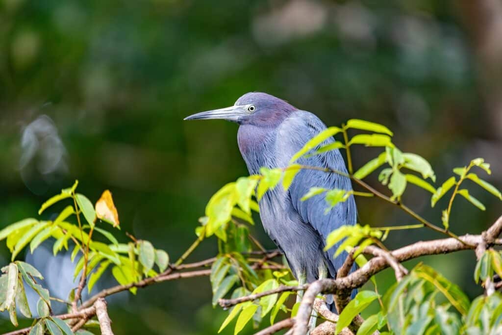 visiter le parc national de Tortuguero