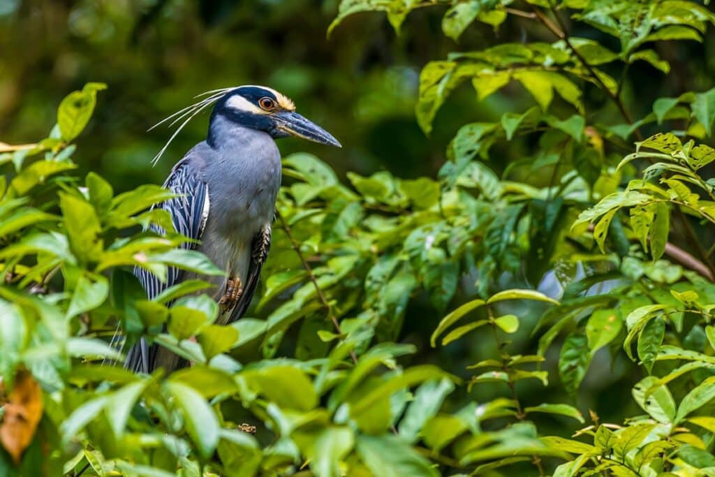 parc national de Tortuguero