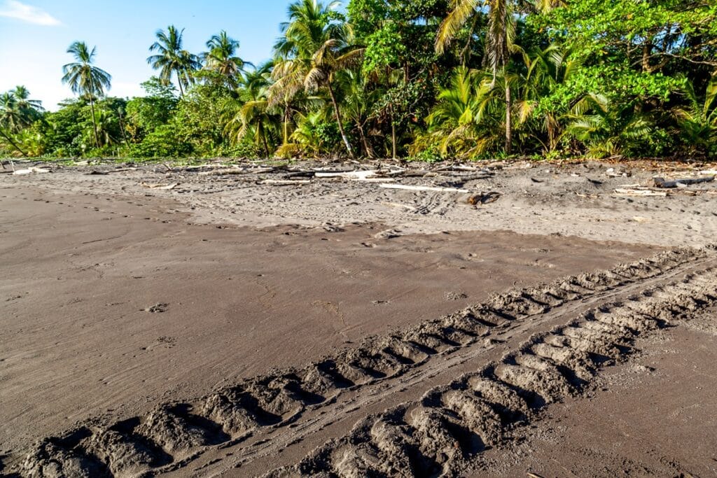 plage de Tortuguero