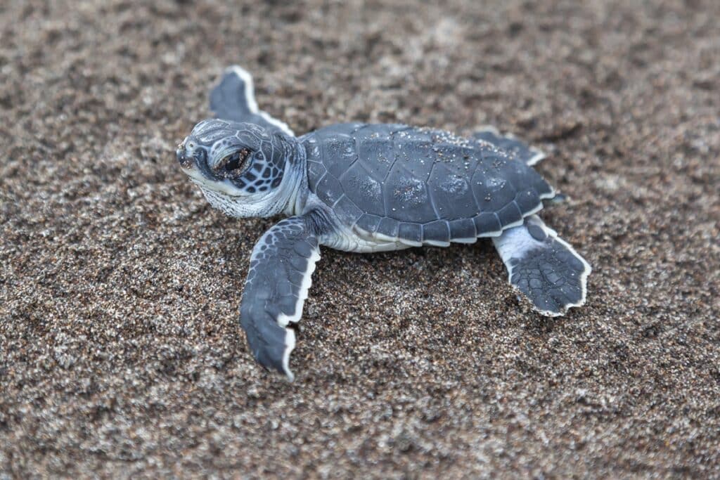 bébé tortue verte