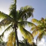 bonnes raisons de visiter les îles de Guadeloupe