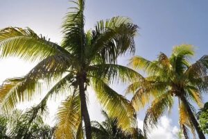 bonnes raisons de visiter les îles de Guadeloupe