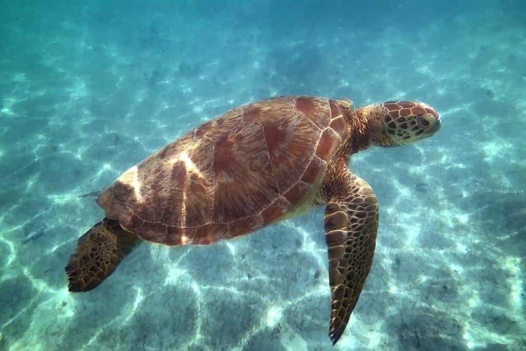 tortue plongée guadeloupe