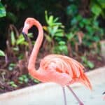les incontournables des antilles