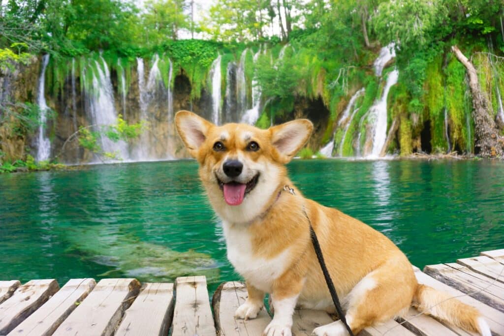 chien à plitvice