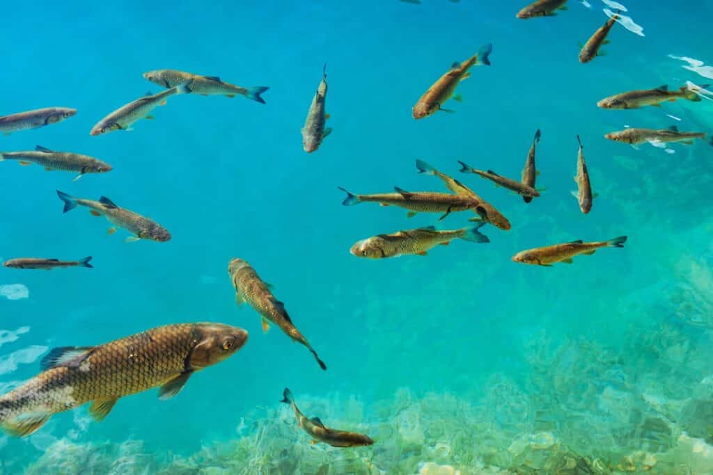 poissons dans le lac