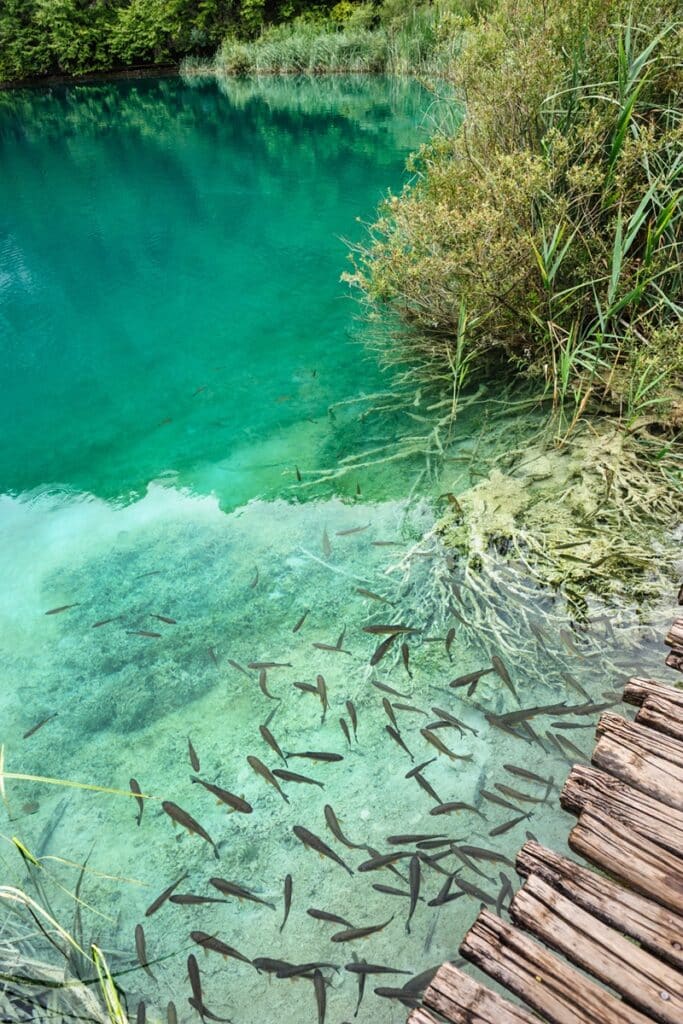 poissons dans le lac