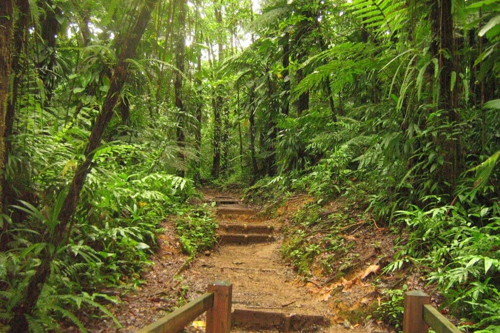 randonnée vers les chutes du Carbet