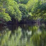 Black River en Jamaïque