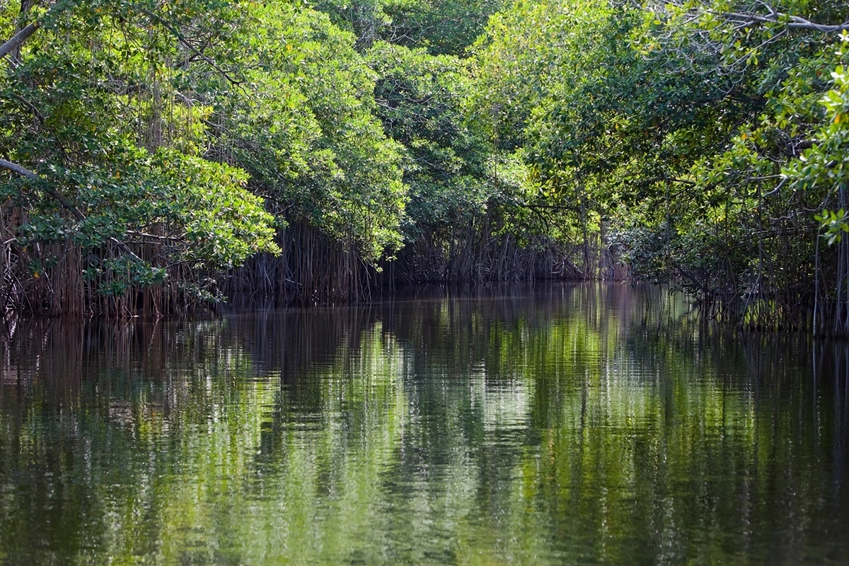 Black River en Jamaïque