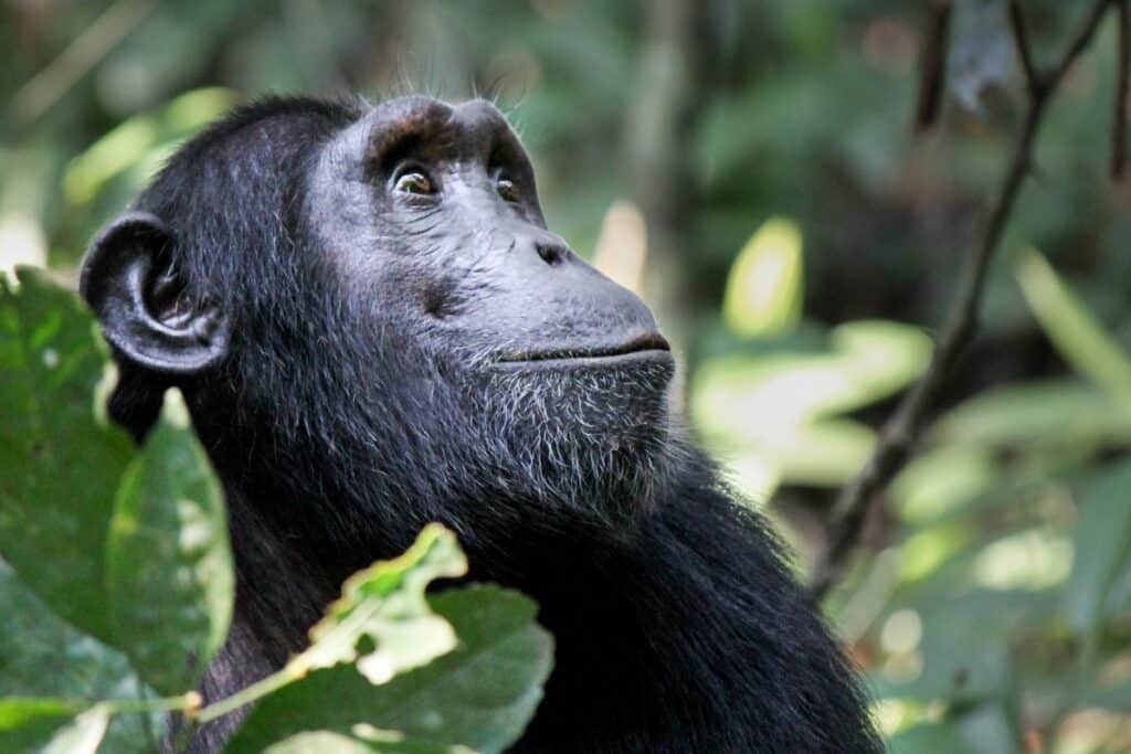 chimpanzé à Gombe Stream