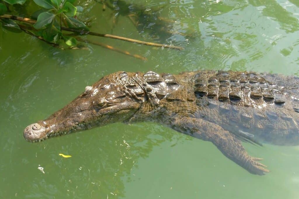 crocodile