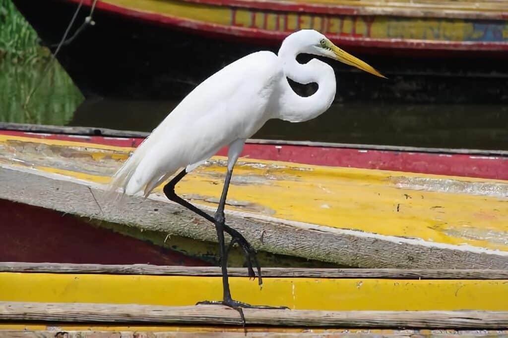 aigrette