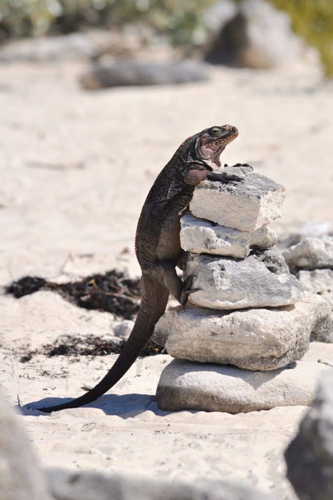 Bitter Guana Cay iguane