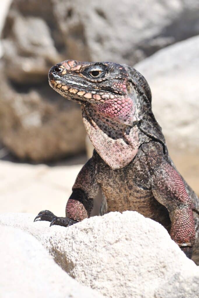 Bitter Guana Cay iguane