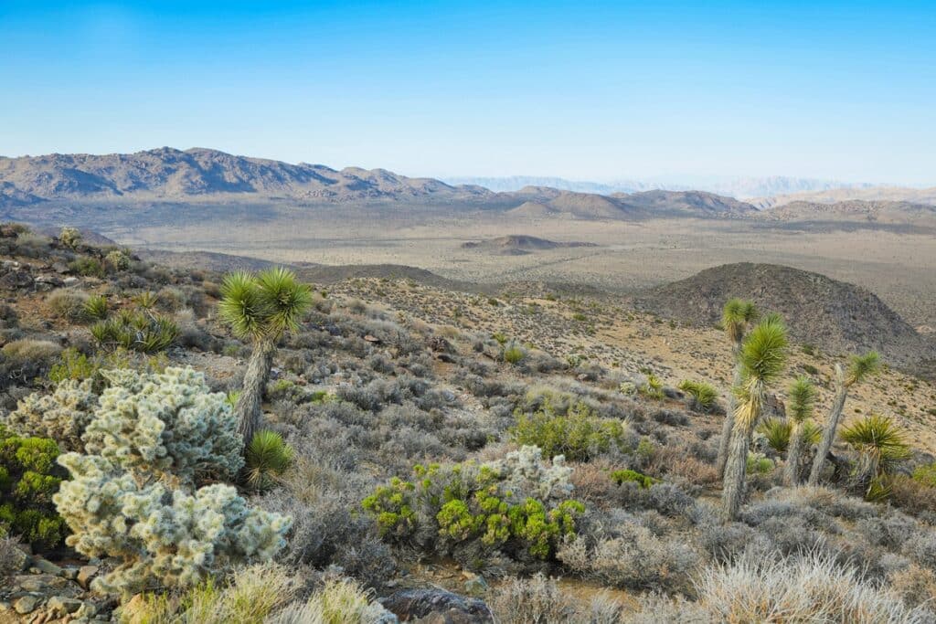 parc joshua tree vu depuis Ryan Mountain